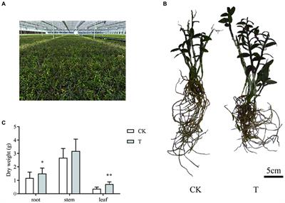 The Plant Growth-Promoting Fungus MF23 (Mycena sp.) Increases Production of Dendrobium officinale (Orchidaceae) by Affecting Nitrogen Uptake and NH4+ Assimilation